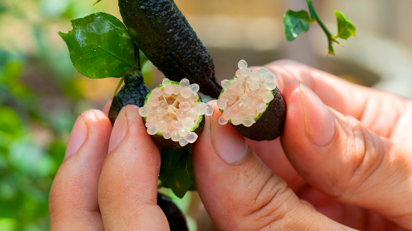 Finger lime: come usare il caviale limone nelle tue ricette