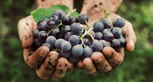 Vino