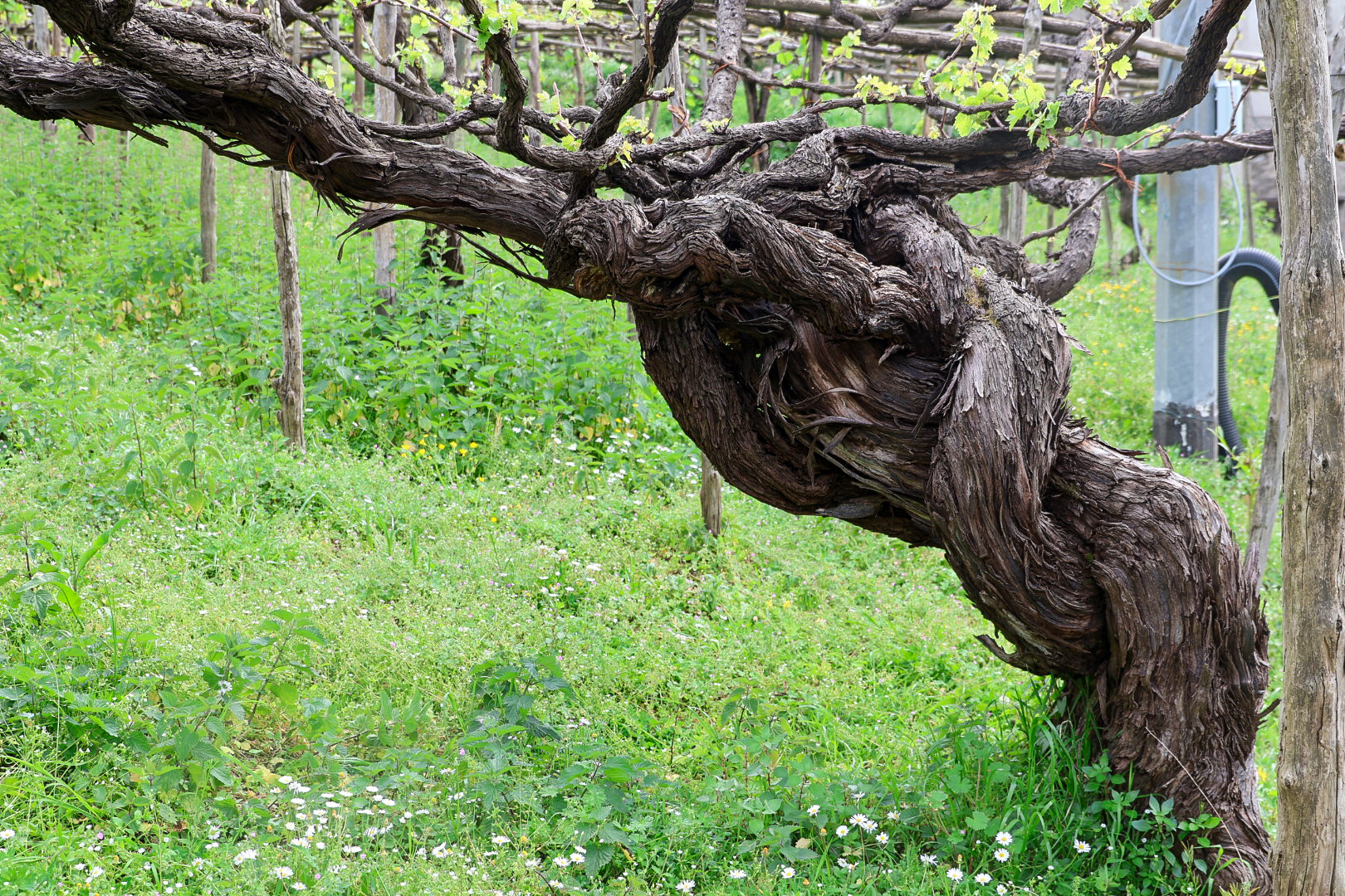 Tramonti