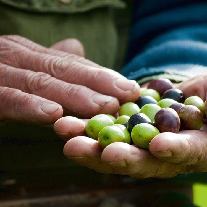Oleoturismo Robarta Garibaldi