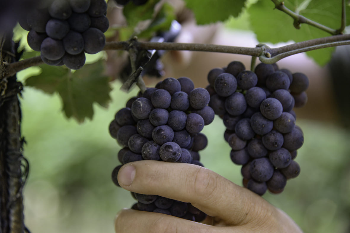 Pinot Grigio delle Venezie