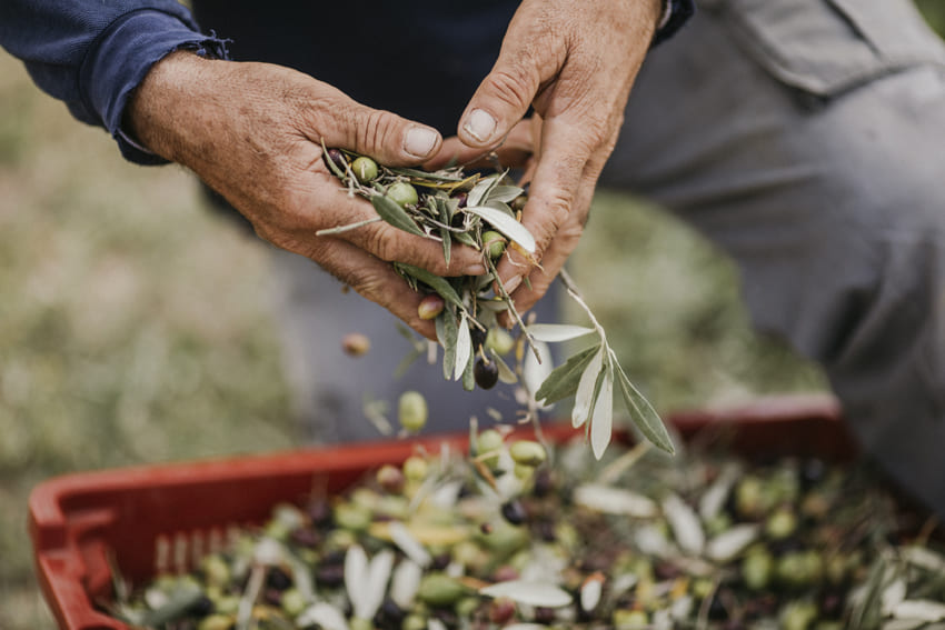 Orgoglio della Poderina