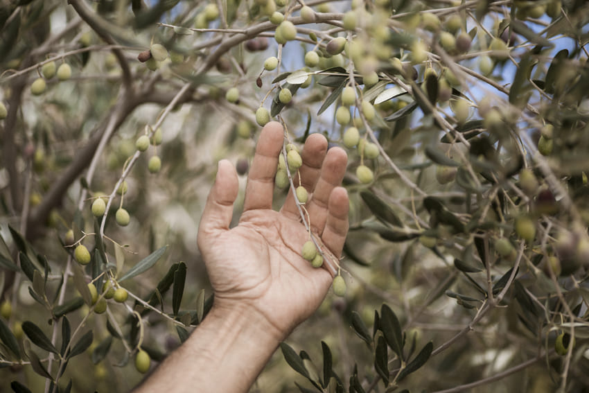 Orgoglio della Poderina