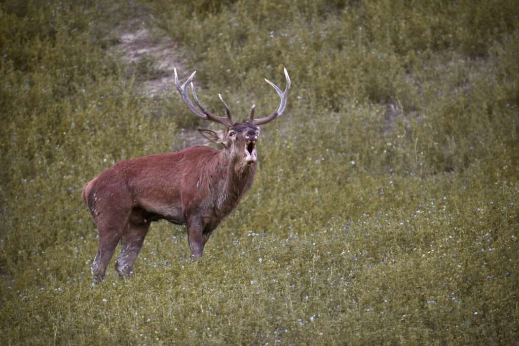 Sant'Uberto nel Bosco