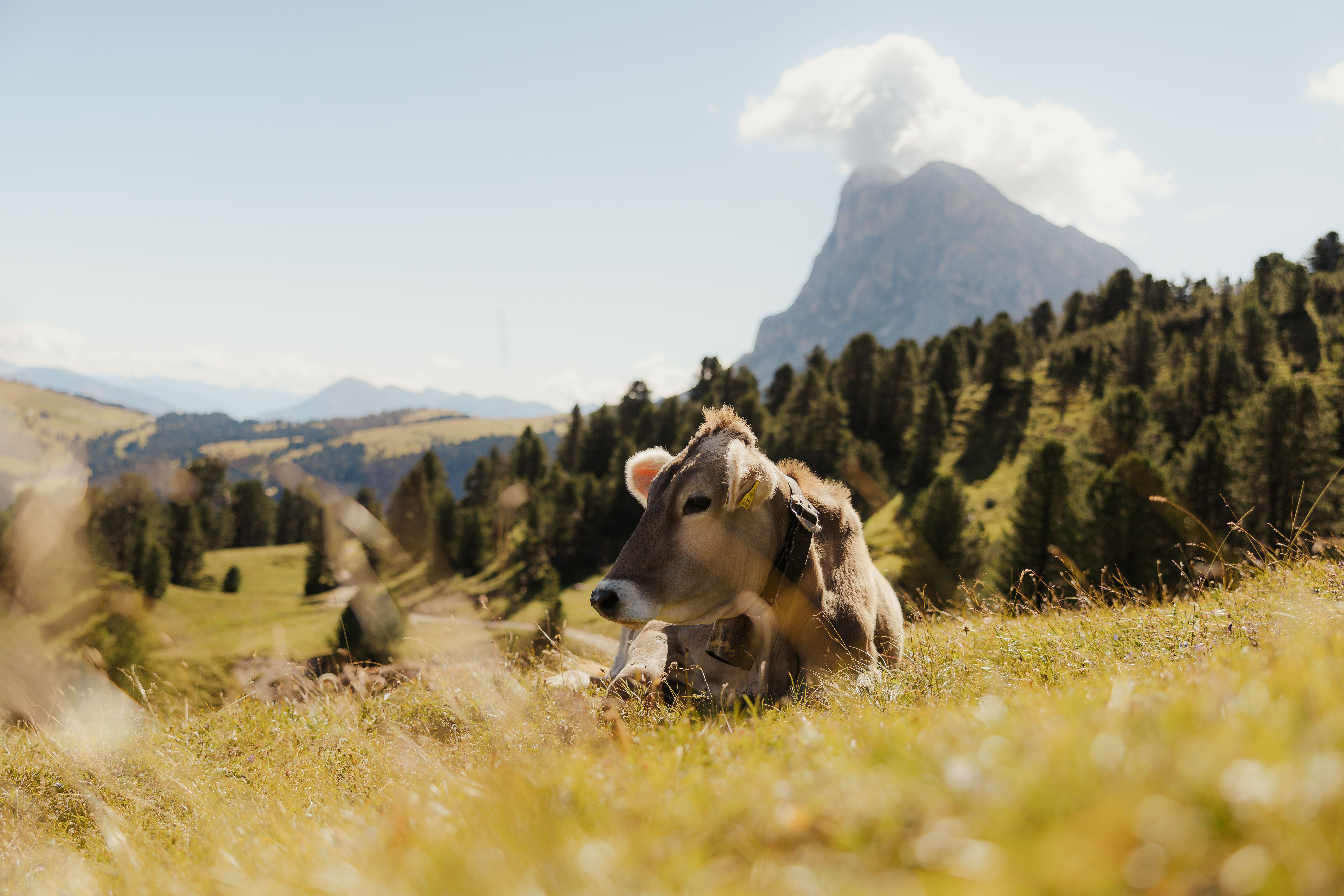 Latte Alto Adige