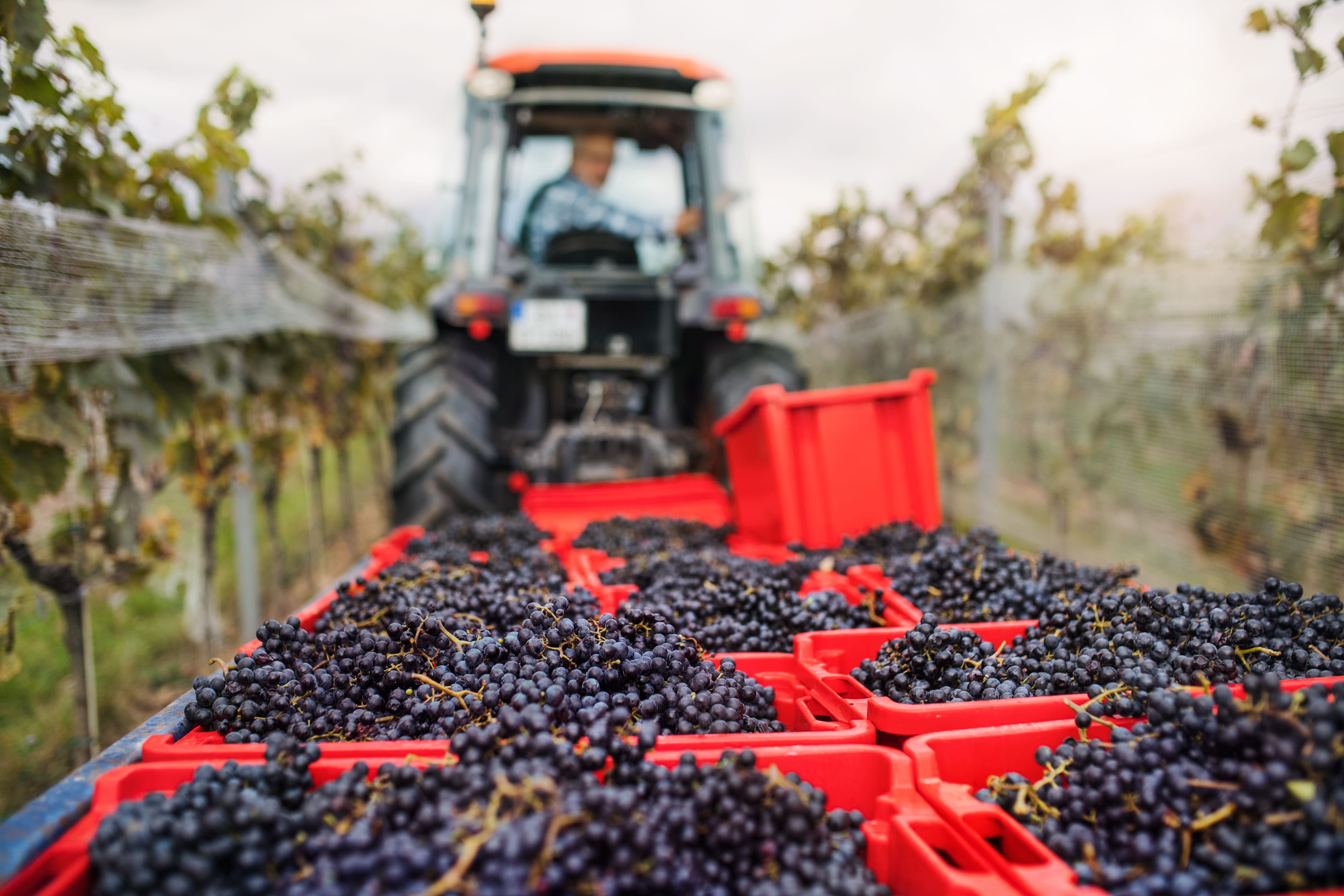 vendemmia 2026