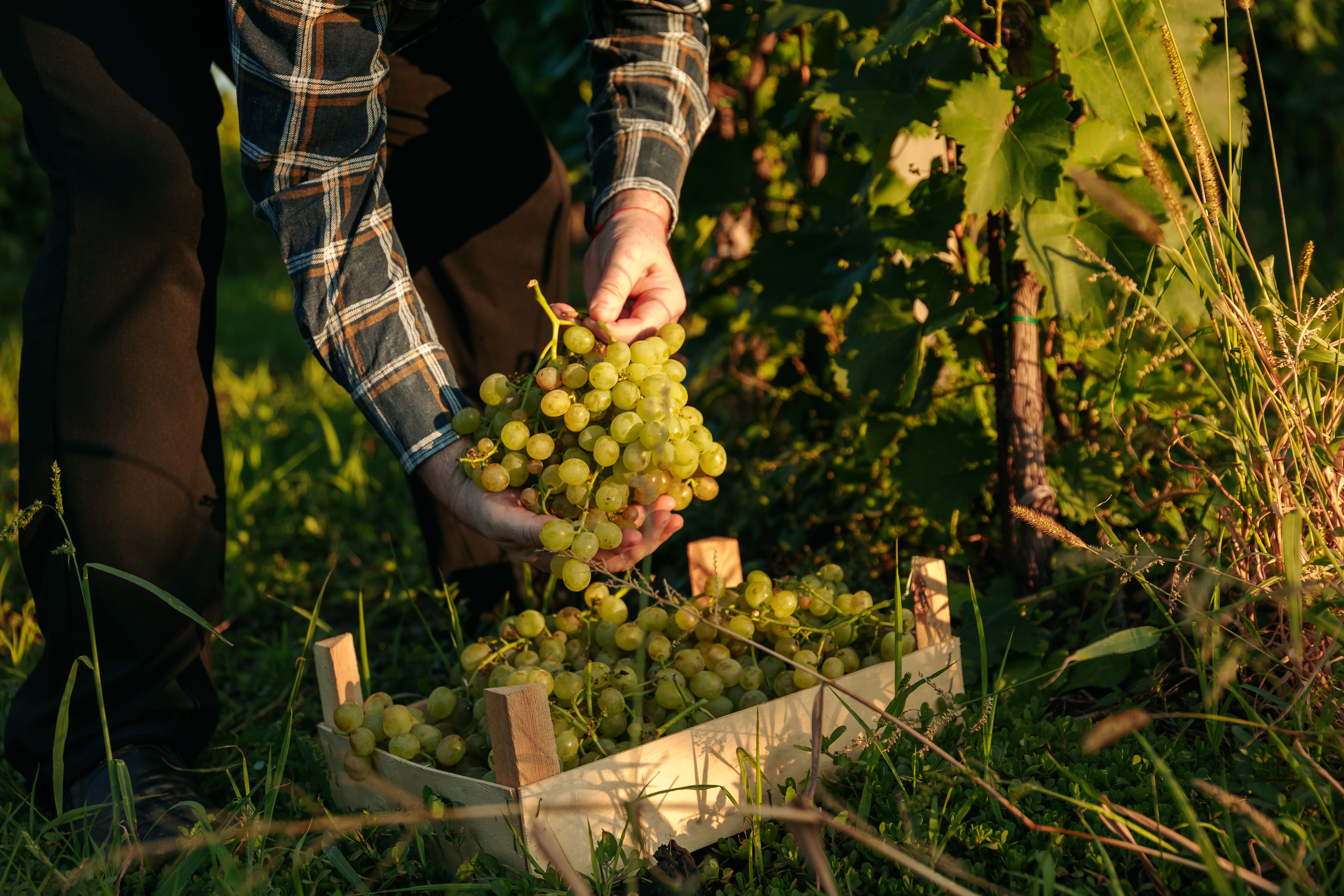 vendemmia 2026