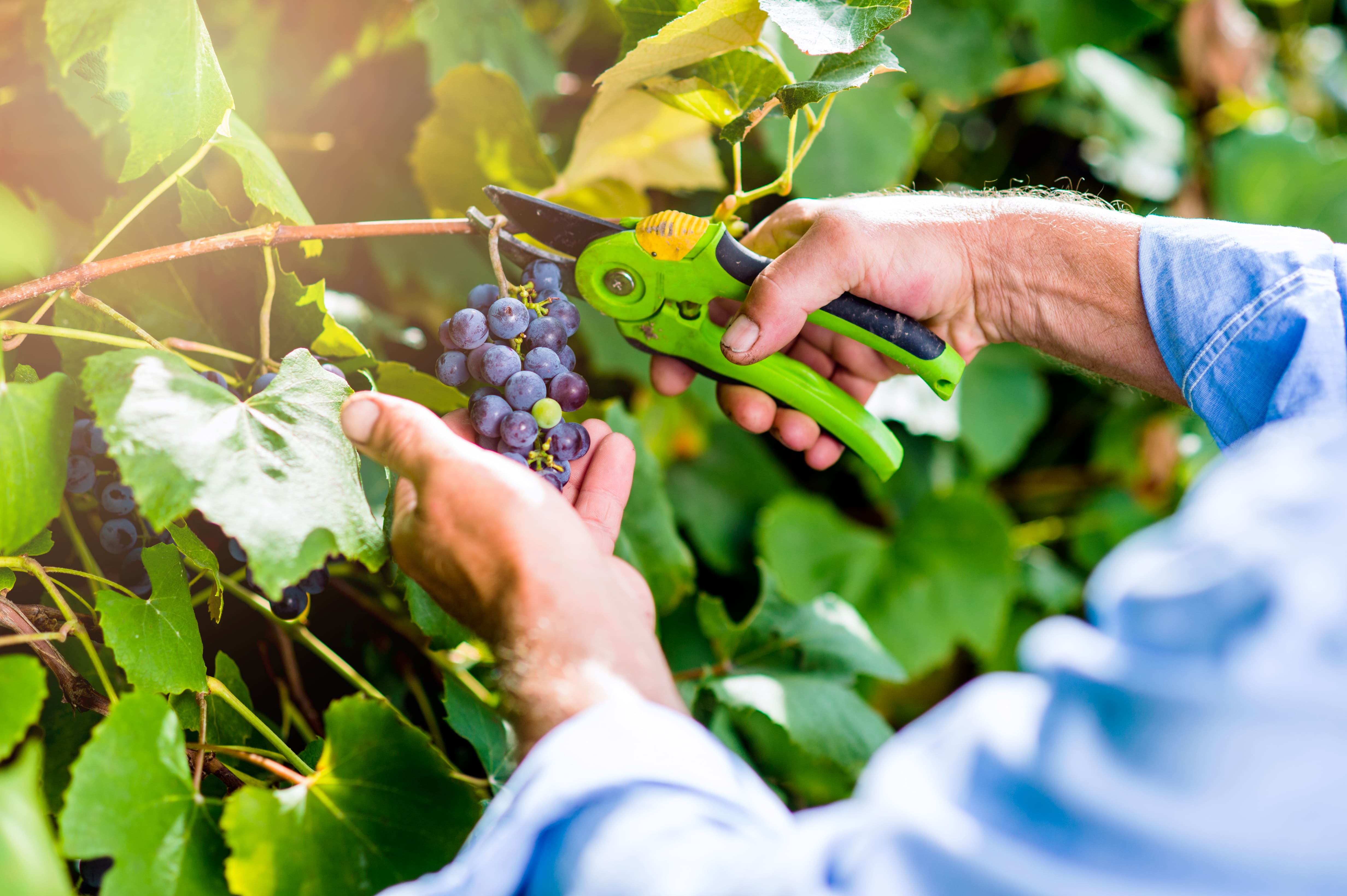 vendemmia 2026