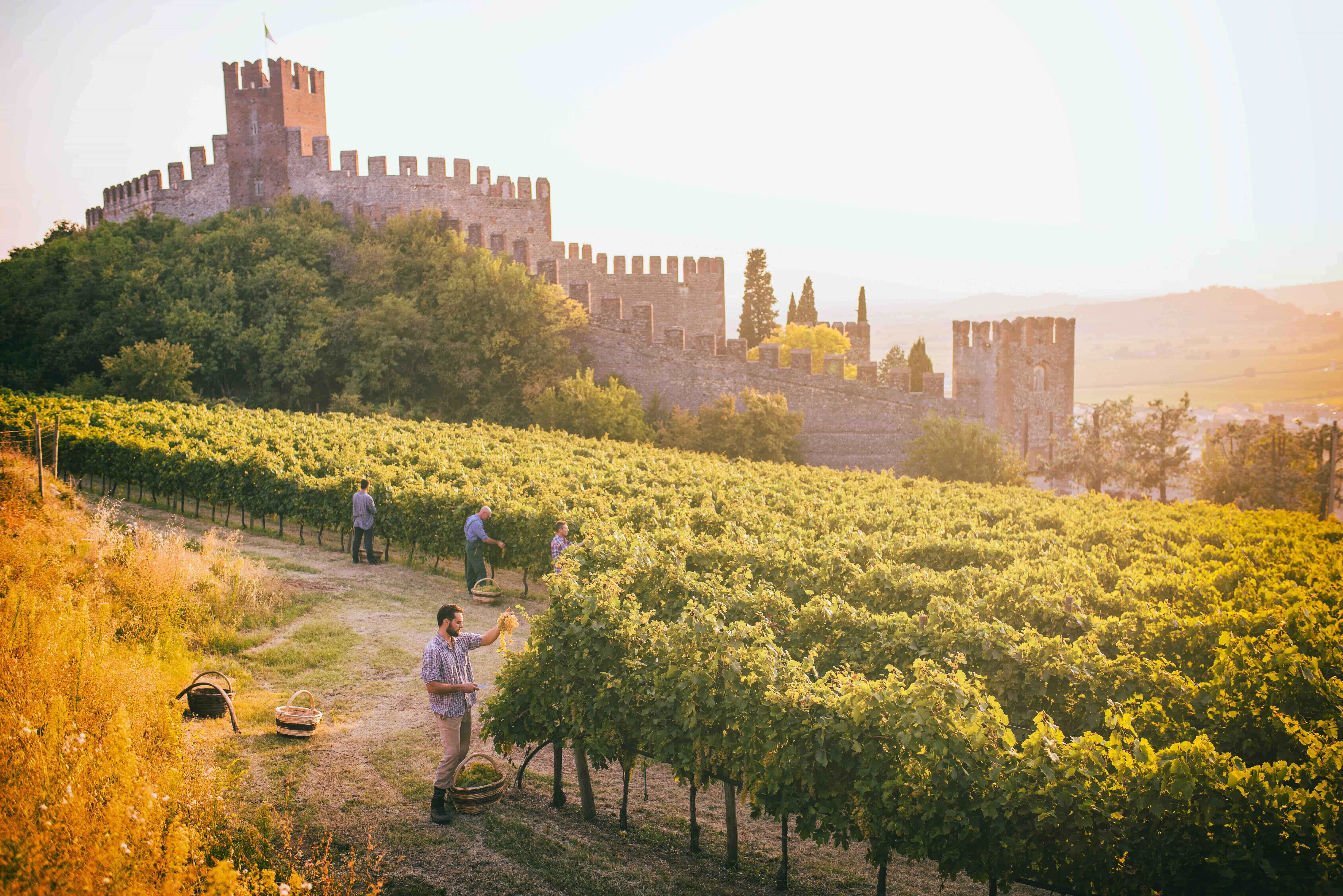 Soave