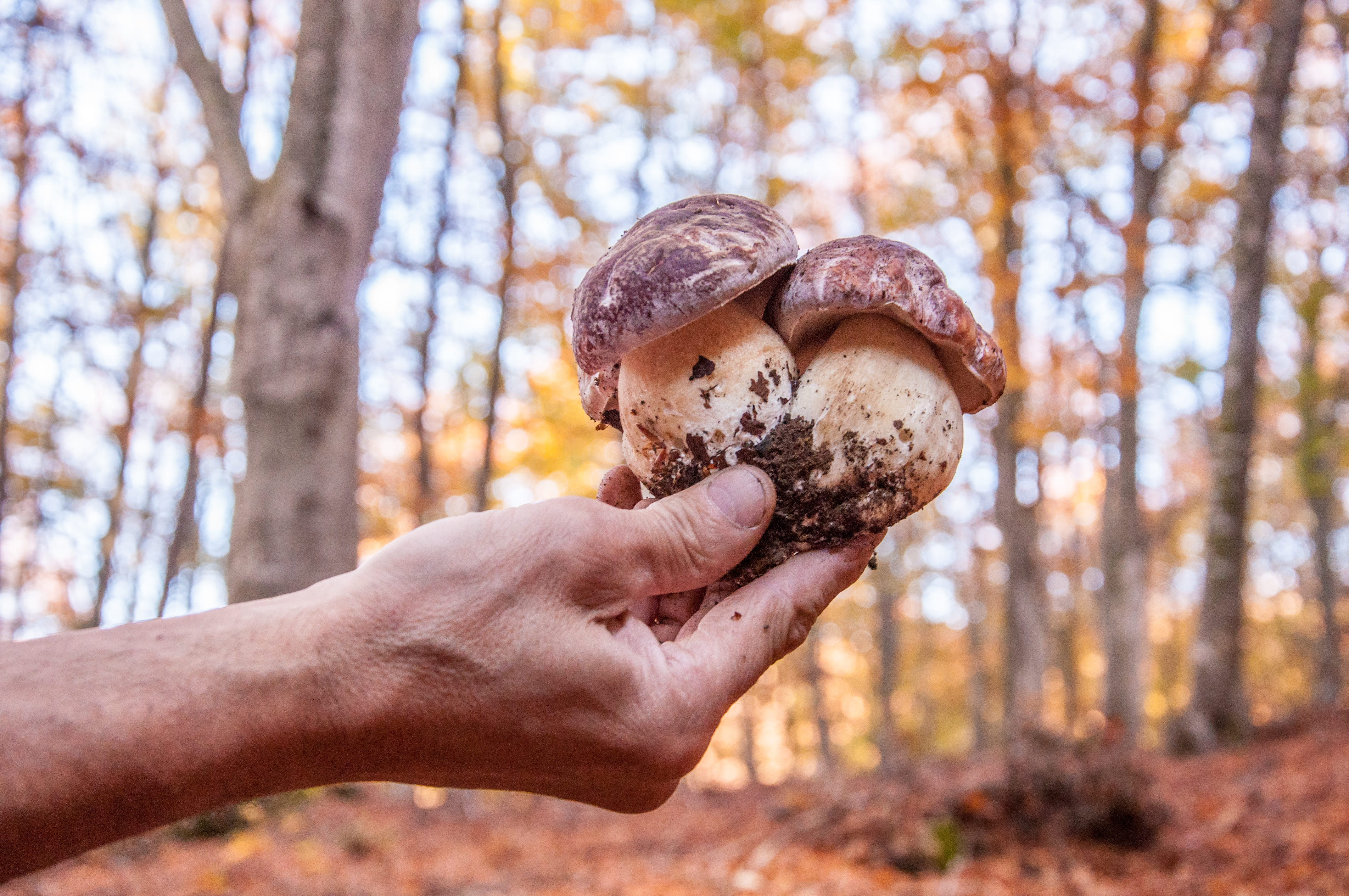 Alta Val di Taro e Val Cena