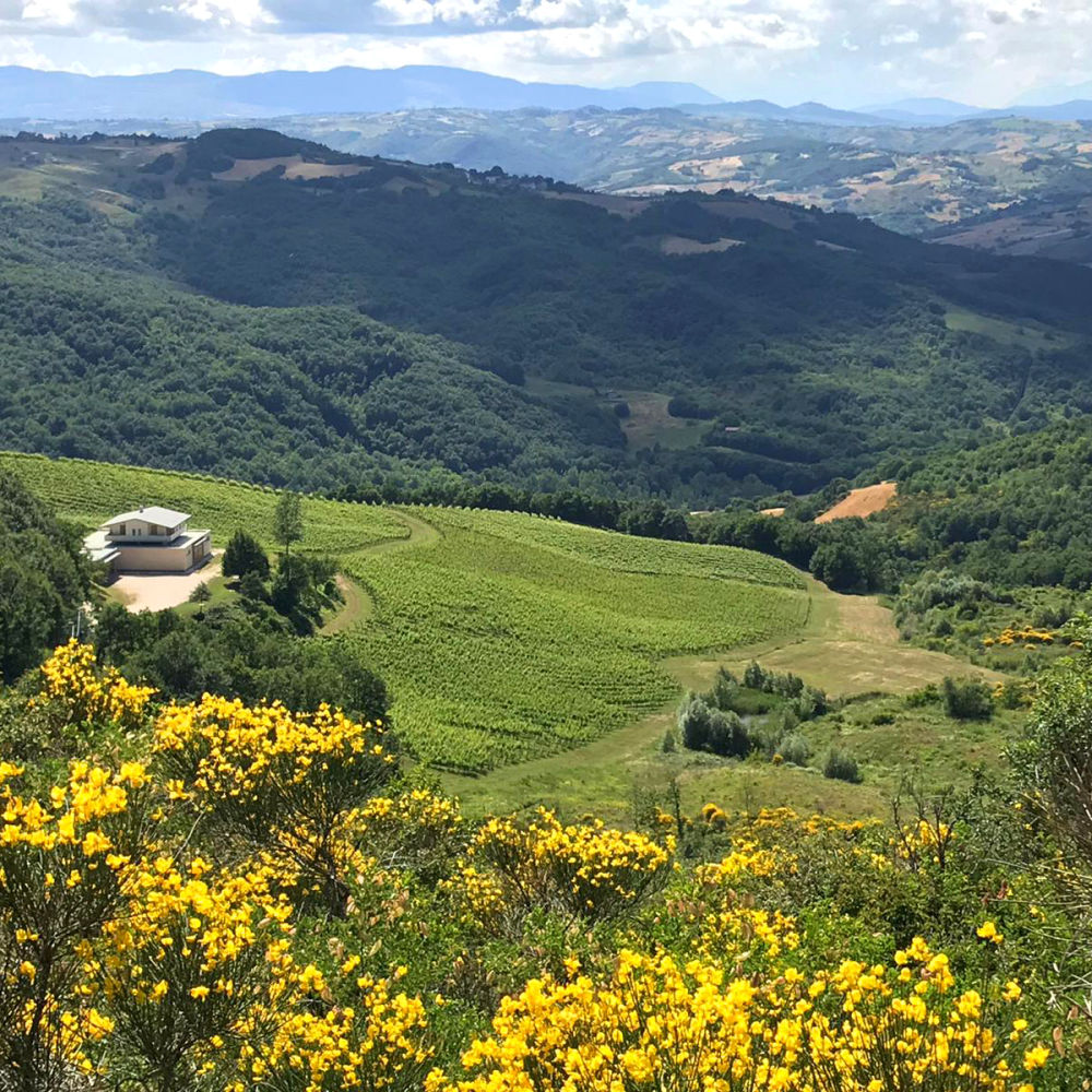 La cantina Agrivinica in Molise