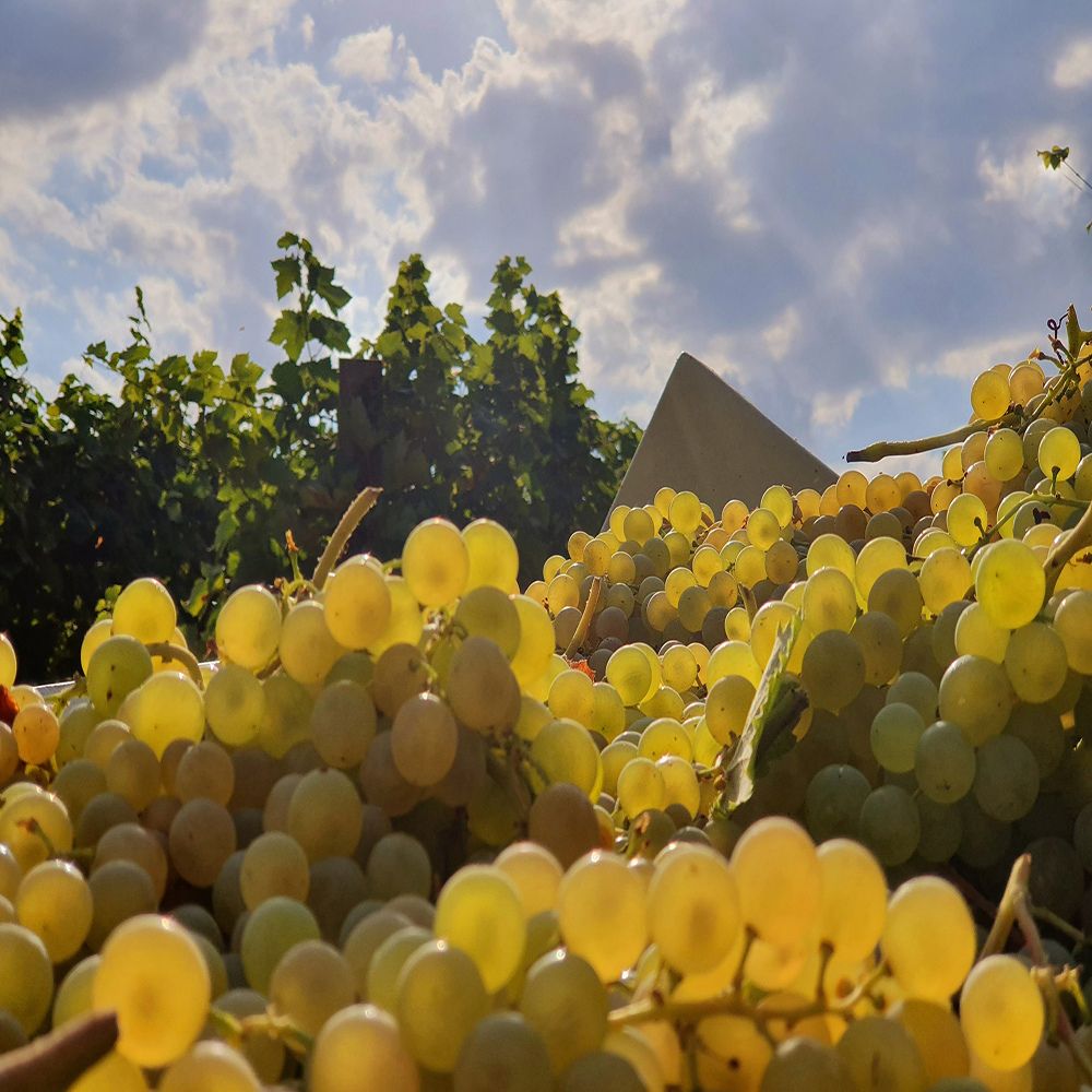 Albana di Romagna_Cibovagare