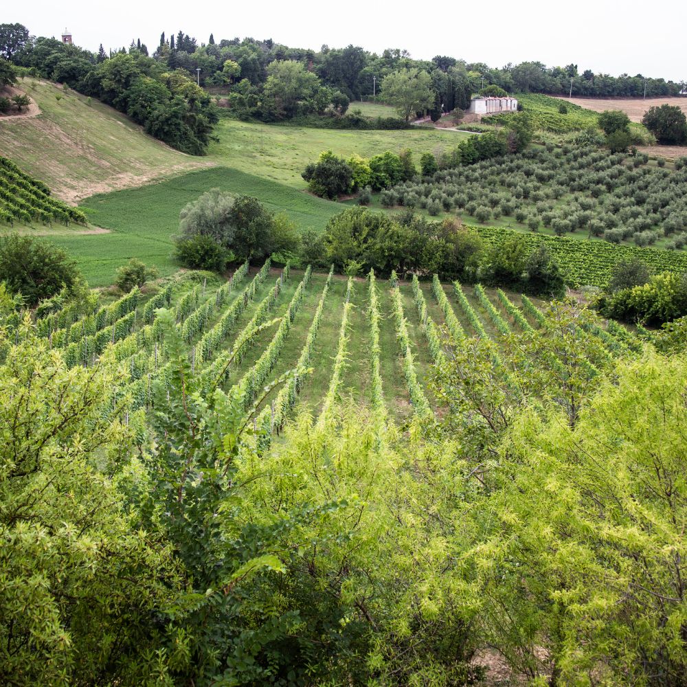 Albana di Romagna_Cibovagare