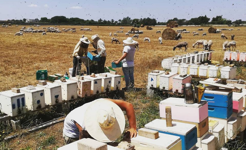 Gli apicoltori dell'azienda La Fenice al lavoro in Salento