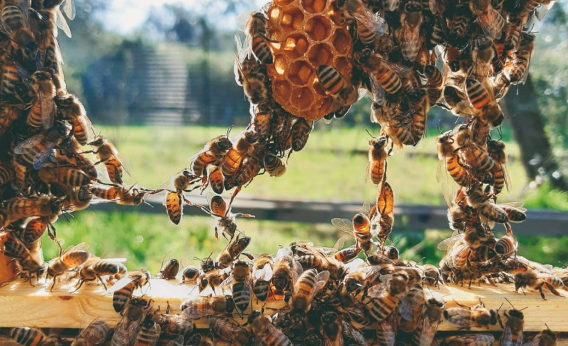 Le api dell'apicoltura La Fenice di Lecce