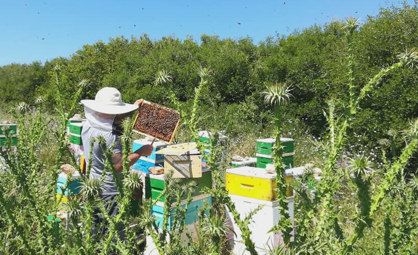 Un apicoltore della Fenice di Lecce al lavoro tra le arnie