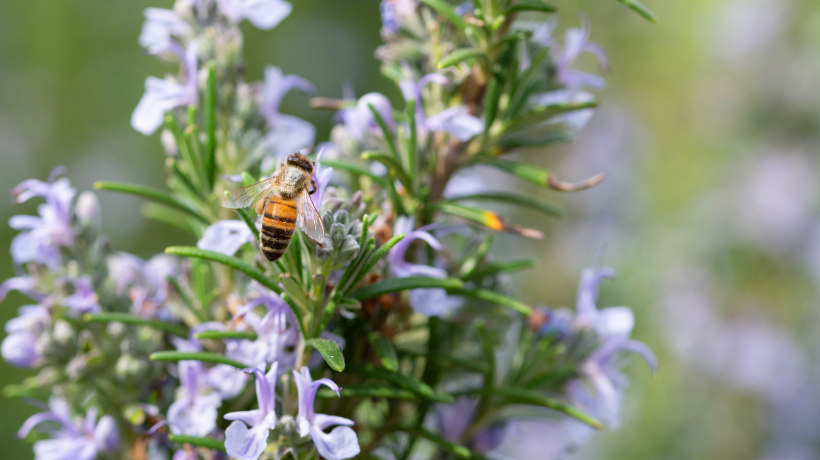 Le api sono un grande esempio di biodiversità