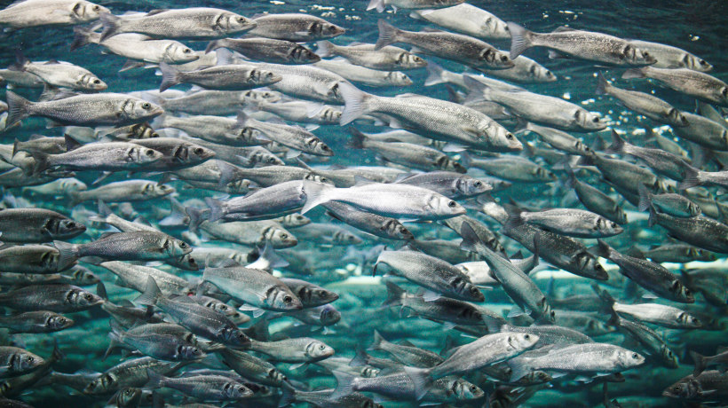 La biodiversità del mare