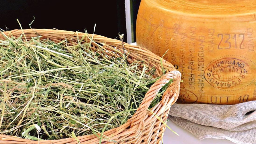 La zona di produzione del Parmigiano Reggiano è ricca di erbe foraggere