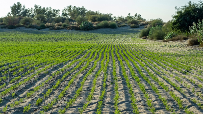 Un campo di ceci