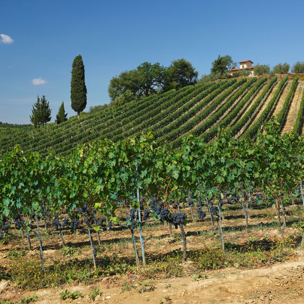 Chianti classico_Cibovagare