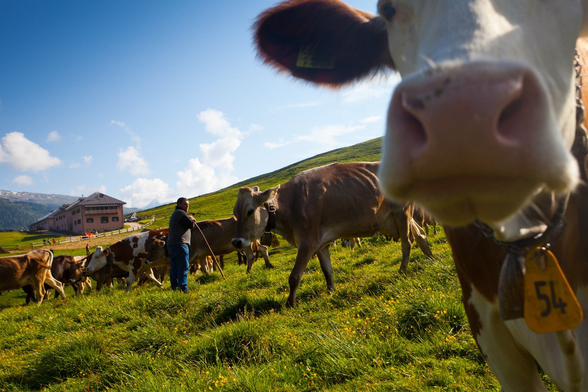 Turismo Formaggio