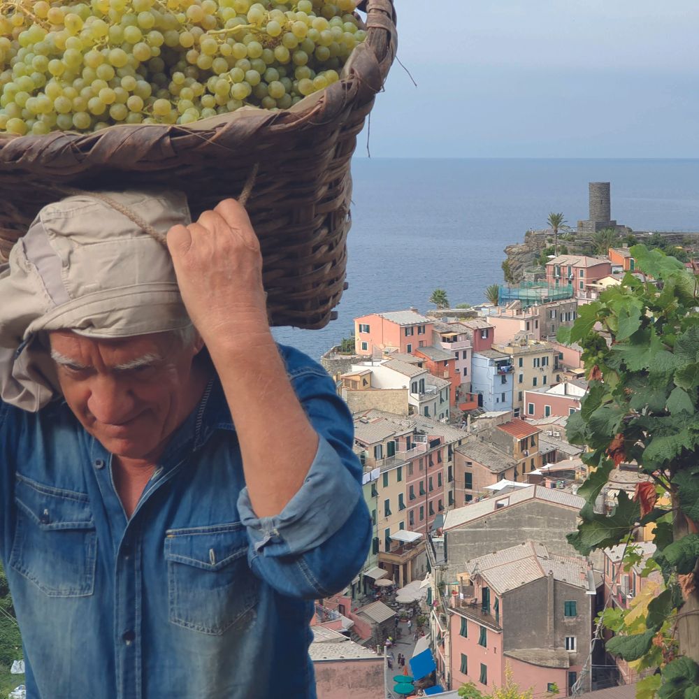 Cinque Terre_Viticultura_Cibovagare