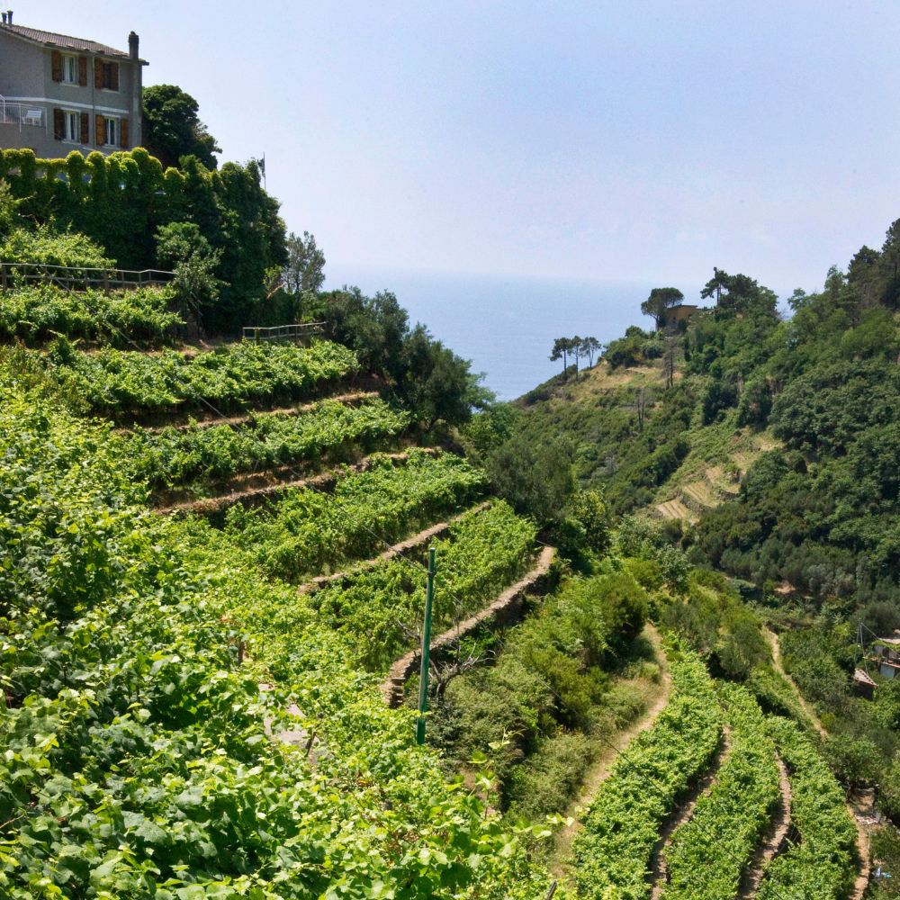 Cinque Terre_Viticultura_Cibovagare