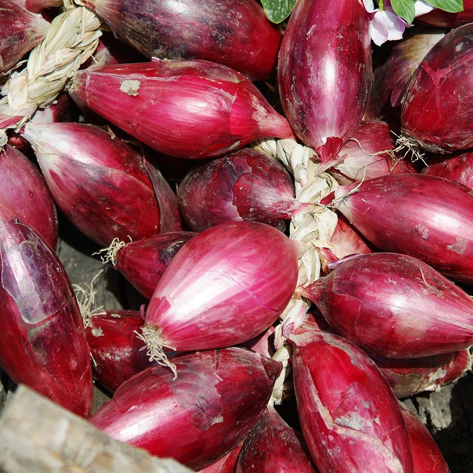 La cipolla rossa di Tropea IGP