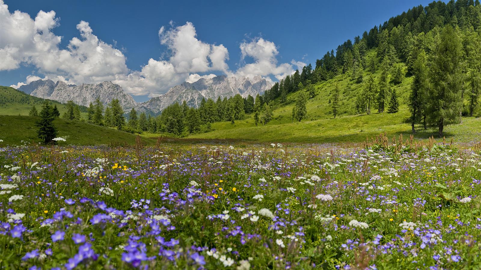 Carnia