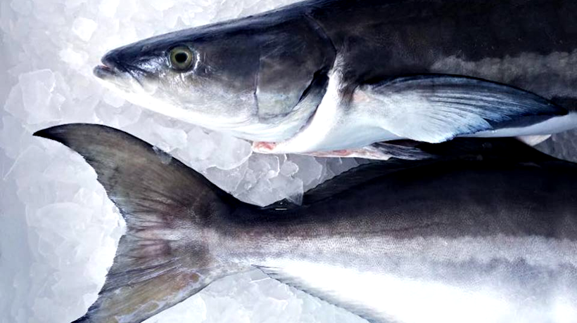 Cobia