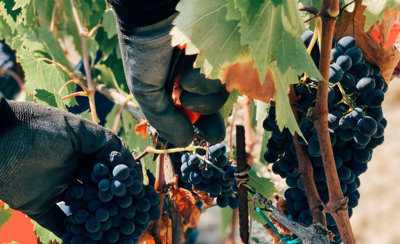 L'azienda biologica Il Conventino in Val di Chiana