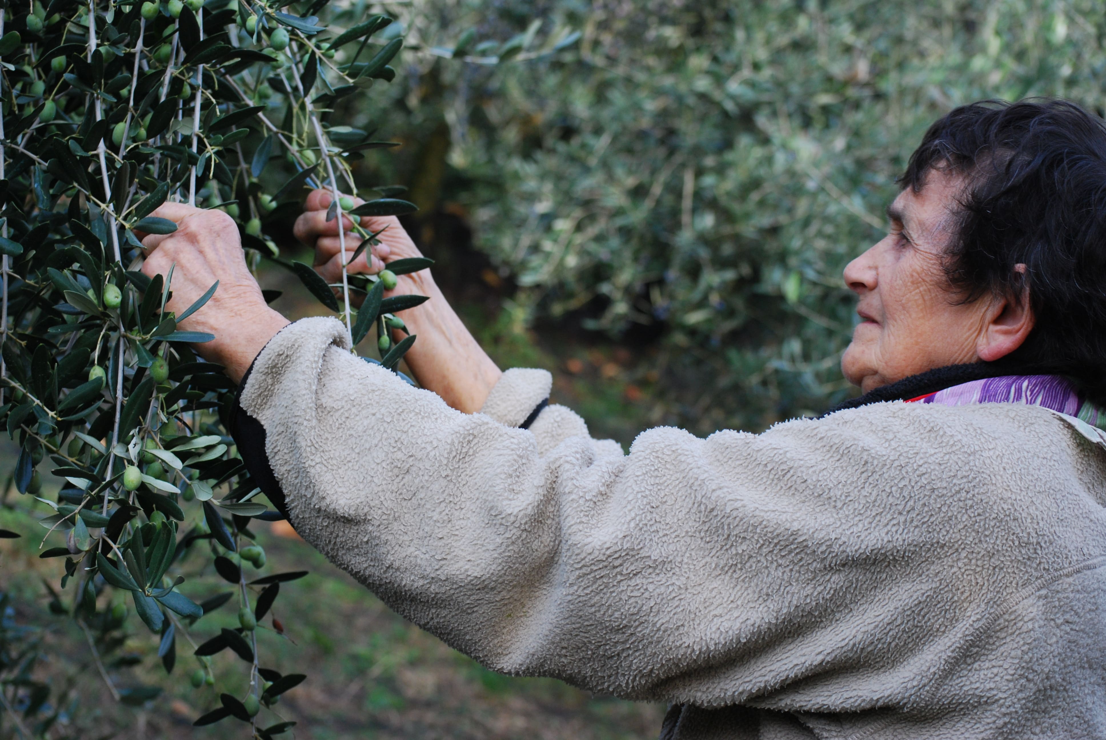 Olio San Martino Asolo