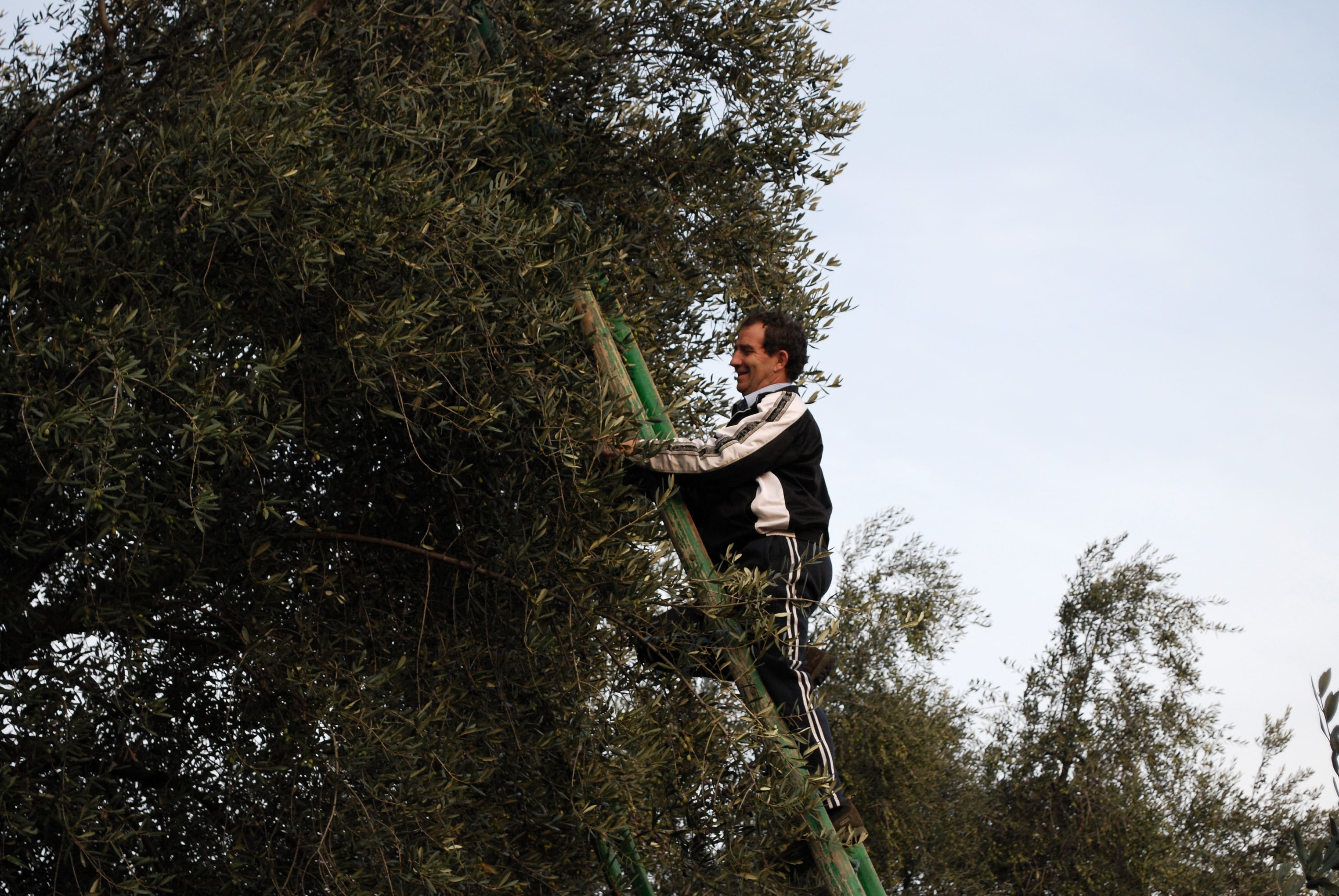 Bruno Bernardi