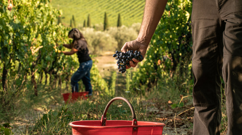 Domodimonti la cantina sostenibile nelle marche