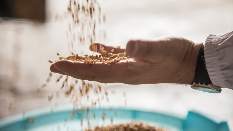 Il grano di Fattoria Fiorentino