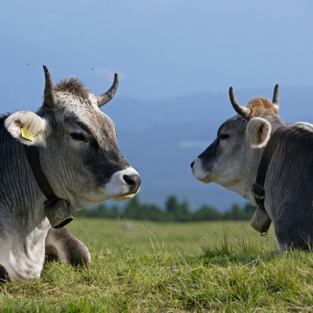 Federazione Latterie Alto Adige_Cibovagare