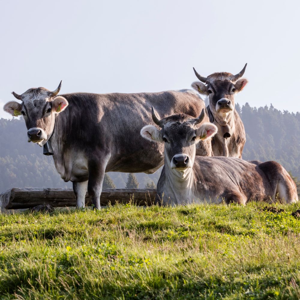 Federazione Latterie Alto Adige_Cibovagare