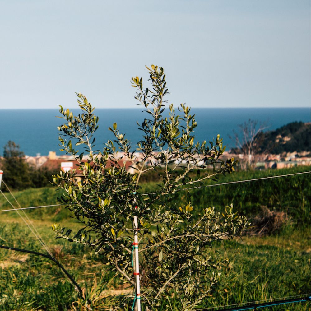 Ferretti Agricola_Marche_Cibovagare