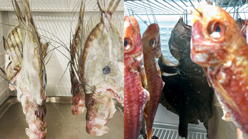 La frollatura del pesce di Lele Usai