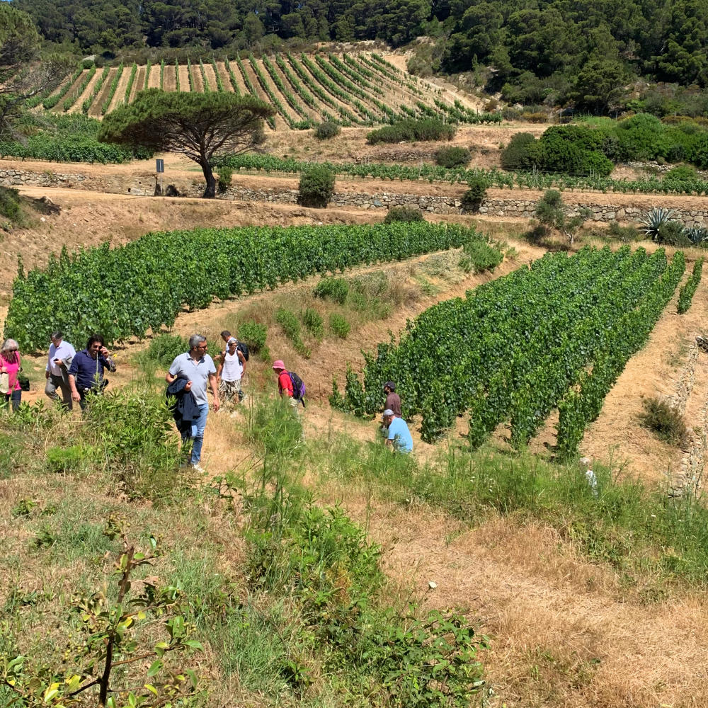 Le vigne piantate da Frescobaldi nell'Isola di Gorgona