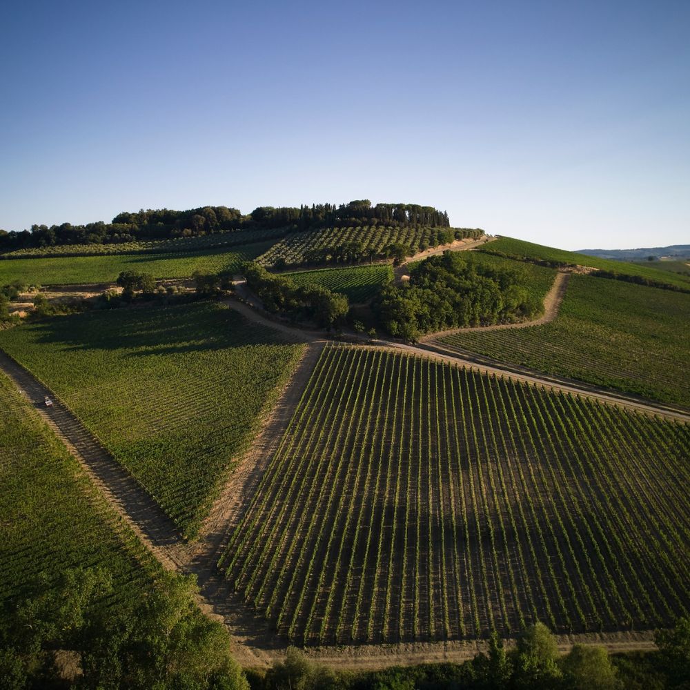 Tenuta Cecchi Morellino