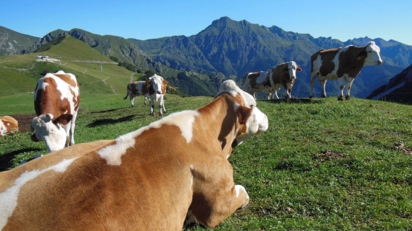 Mucche in alpeggio. Il loro latte viene utilizzato per la produzione dei formaggi di malga.