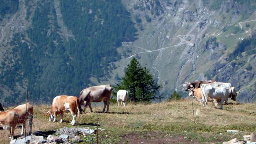 Mucche in alpeggio. Il loro latte viene utilizzato per la produzione dei formaggi di malga.