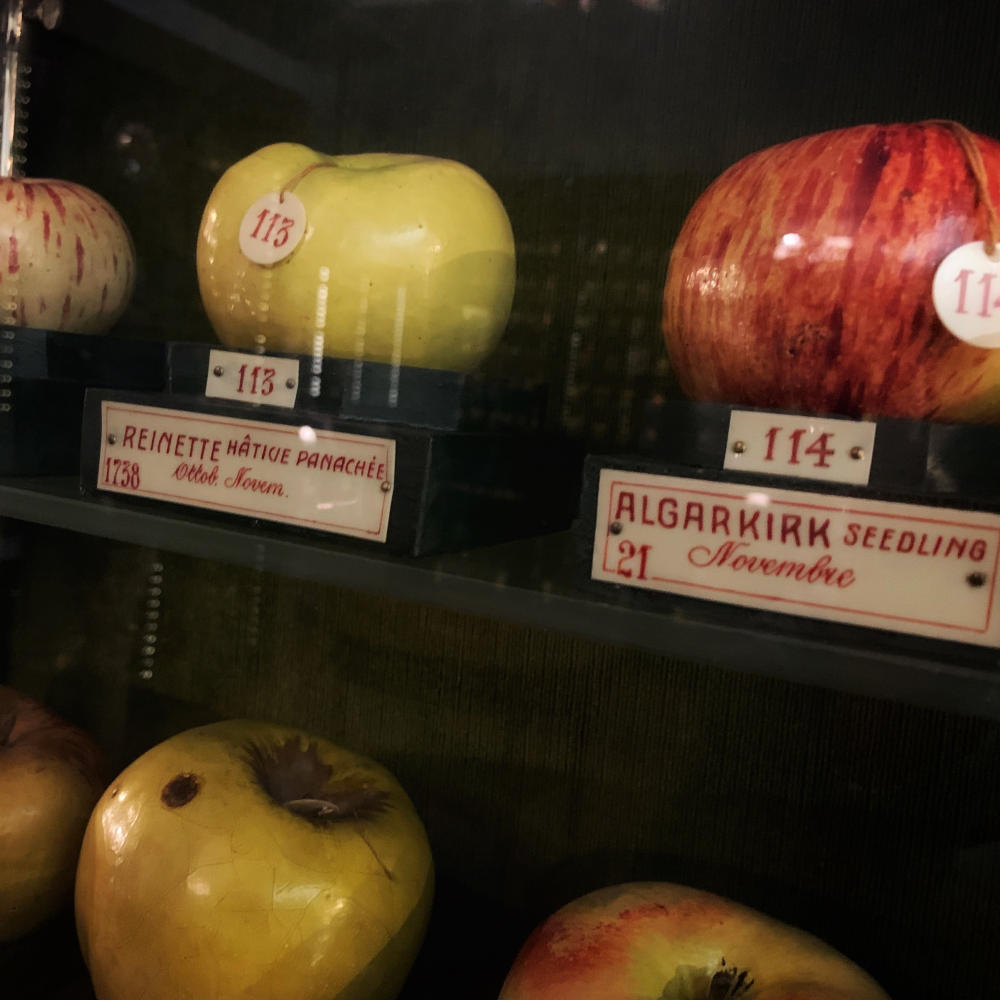 Le varietà di mele antiche salvate da Marco Maffeo
