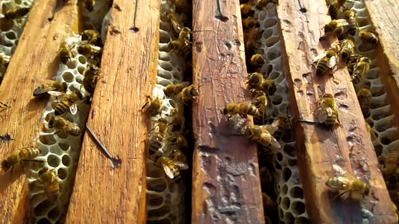 Le api di Francesca Rombolà