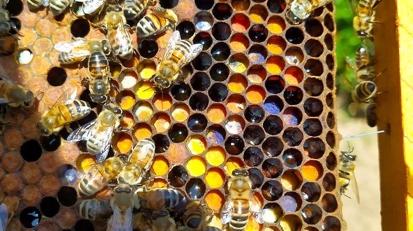 Le api di Francesca Rombolà