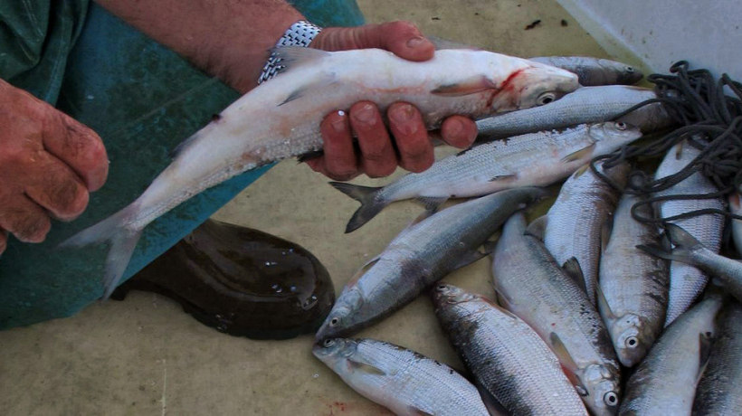 La pesca del Pesce Agone o Sardina sul Lago d'Iseo