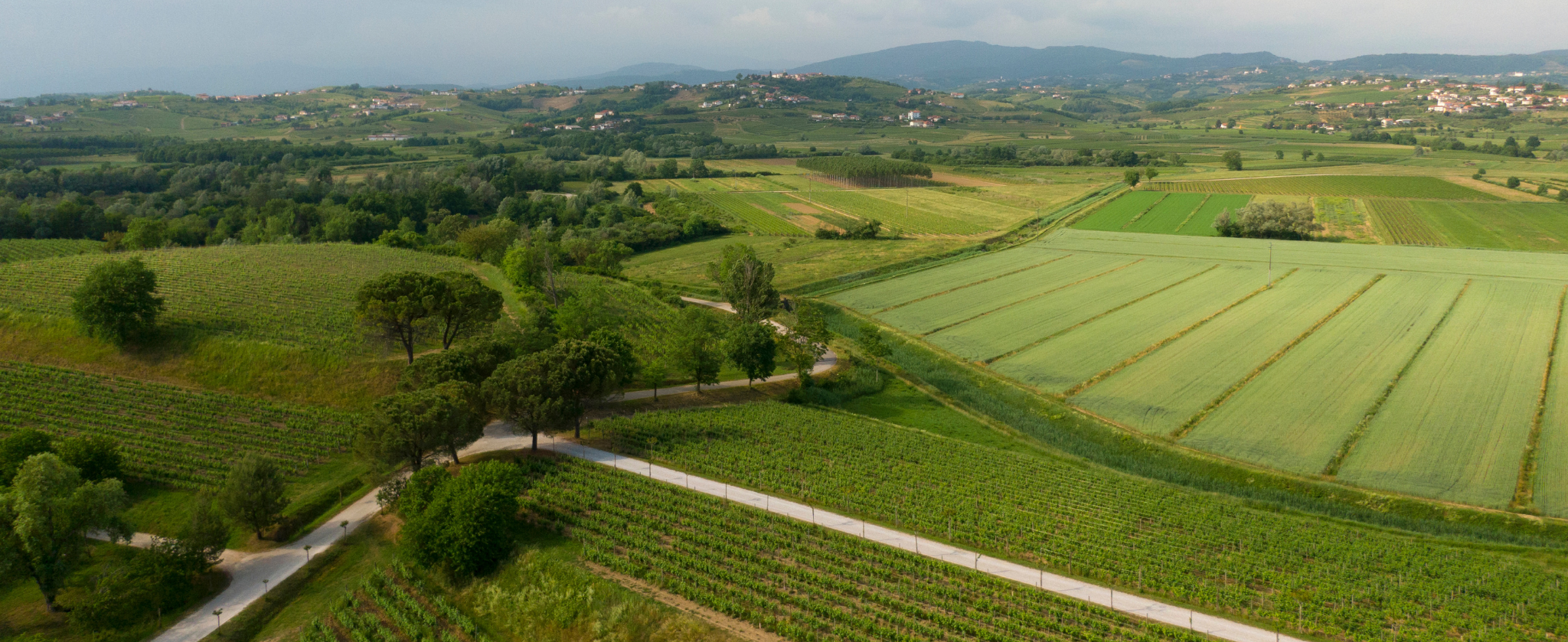 Pinot Bianco