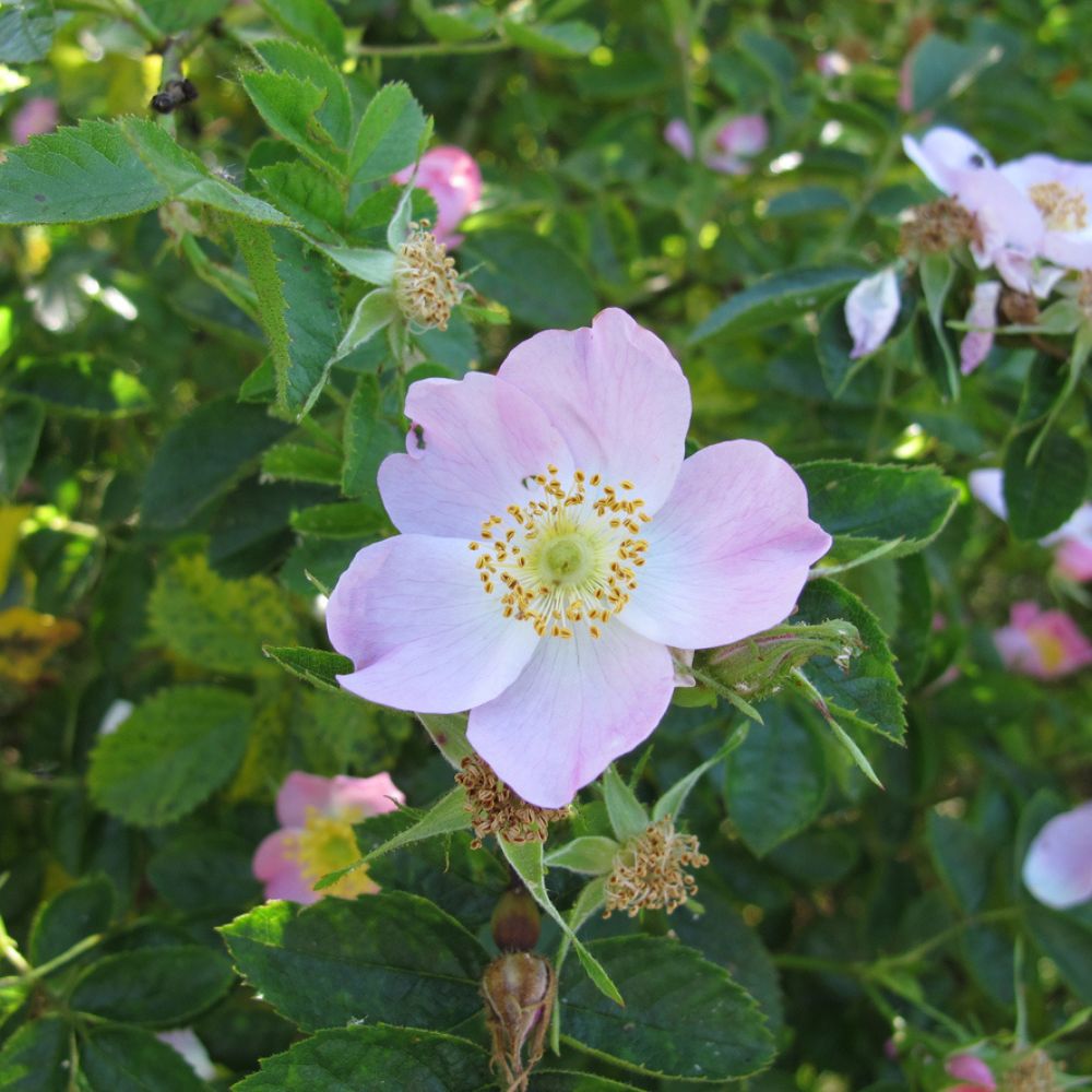 Rosa selvatica_Cibovagare